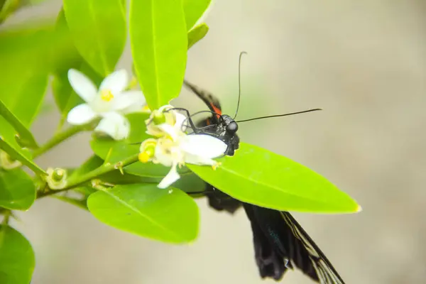 stock image Papilio Memnon is a butterfly that has beautiful color patterns and lives in many Asian countries, including Indonesia