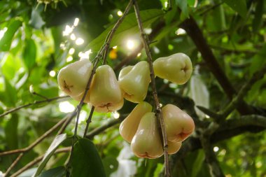 Tatlı ve taze bir tadı olan yeşil şarküteri guava ya da jambu madu Deli Hijau