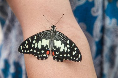 Çiçek açan bitkilerin üzerine tünemiş olan Papilio Demoleus ya da limon kelebeğine limon kelebeği denir çünkü bu kelebeğin larvaları kireç bitkilerindeki böceklerdir.