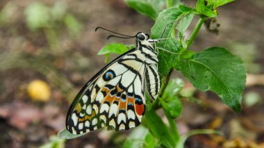 Çiçek açan bitkilerin üzerine tünemiş olan Papilio Demoleus ya da limon kelebeğine limon kelebeği denir çünkü bu kelebeğin larvaları kireç bitkilerindeki böceklerdir.