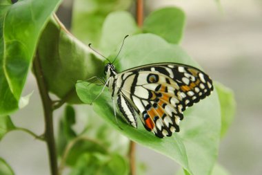 Çiçek açan bitkilerin üzerine tünemiş olan Papilio Demoleus ya da limon kelebeğine limon kelebeği denir çünkü bu kelebeğin larvaları kireç bitkilerindeki böceklerdir.