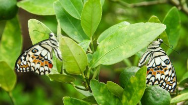 Çiçek açan bitkilerin üzerine tünemiş olan Papilio Demoleus ya da limon kelebeğine limon kelebeği denir çünkü bu kelebeğin larvaları kireç bitkilerindeki böceklerdir.