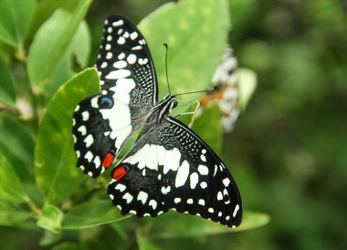 Çiçek açan bitkilerin üzerine tünemiş olan Papilio Demoleus ya da limon kelebeğine limon kelebeği denir çünkü bu kelebeğin larvaları kireç bitkilerindeki böceklerdir.