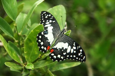 Çiçek açan bitkilerin üzerine tünemiş olan Papilio Demoleus ya da limon kelebeğine limon kelebeği denir çünkü bu kelebeğin larvaları kireç bitkilerindeki böceklerdir.
