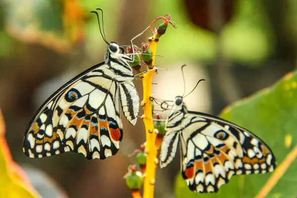 stock image Papilio Demoleus or lime butterfly, which perched on flowering plants, is called lime butterfly because the larvae of this butterfly are pests on lime plants