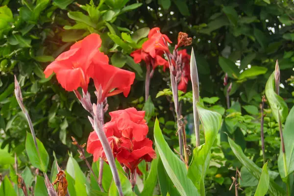 stock image Red flowers of canna indica or Indian shot flower, which bloom and are illuminated by the morning sun