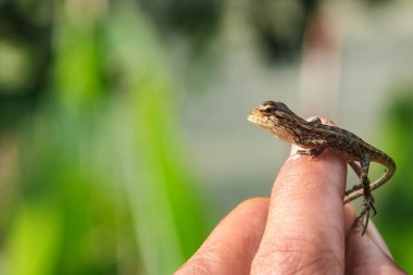 Bebek bahçesi bukalemun ya da kalotlar versicolor, şirin küçük hayvanlar
