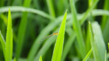 Odonata yusufçuğu ve yusufçuk yusufçuğu ya da pirinç tarlalarında yaşayan yusufçuk.