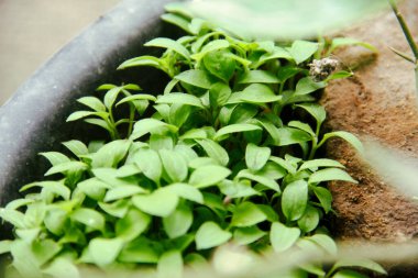 Bir tencerede yeşil ve taze sebze tohumları ve tohumları