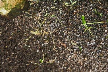 Bitkiler için organik gübre olarak kullanılabilen keçi gübresi.