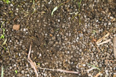Bitkiler için organik gübre olarak kullanılabilen keçi gübresi.