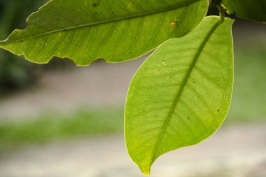 Bitkilerin ve yeşil yaprakların arkaplanı ve yumuşak sabah güneşiyle aydınlatılan güzel doğal yaprak yapıları.