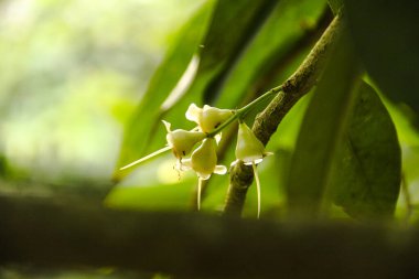 Kızıl suların çiçekleri guava meyvesi açar ve meyve haline gelir.