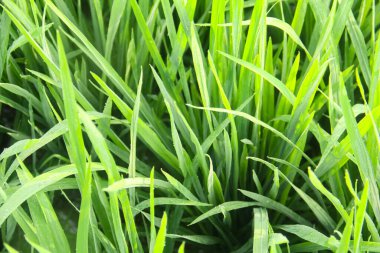 Endonezya 'daki pirinç tarlalarında hala yeşil olan pirinç bitkileri