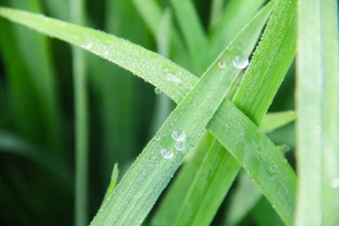 Endonezya 'daki pirinç tarlalarında hala yeşil olan pirinç bitkileri