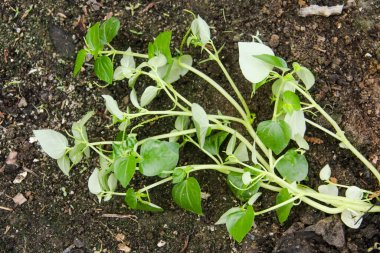 Peperomia Pellucida or Tumpang Angin, a plant that contains water in its stems and leaves clipart