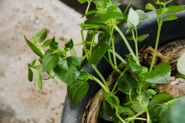 Peperomia Pellucida or Tumpang Angin, a plant that contains water in its stems and leaves clipart