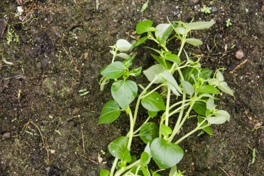 Peperomia Pellucida or Tumpang Angin, a plant that contains water in its stems and leaves clipart