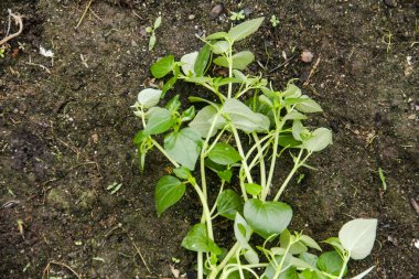 Peperomia Pellucida or Tumpang Angin, a plant that contains water in its stems and leaves clipart