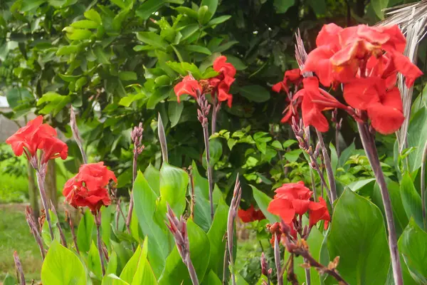 stock image Red flowers of canna indica or Indian shot flower, which bloom and are illuminated by the morning sun