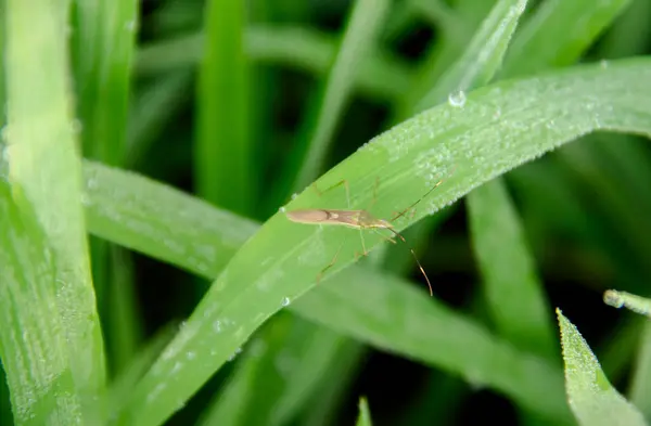 stock image Leptocorisa Oratorius or stinging grasshopper on the leaves of young rice plants in rice fields