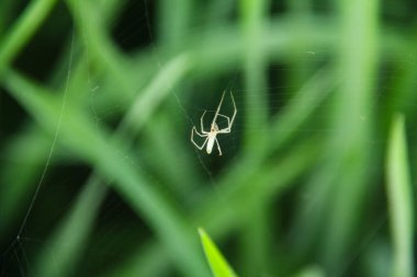 Tetragnatha Montana veya Gümüş Esnek Örümcek, pirinç bitkilerinde sıkça bulunan küçük bir örümcek türü.