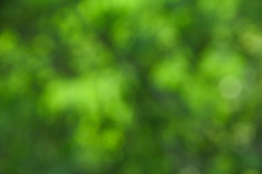 Güneşli bir günde yeşilliğin bokeh arkaplanı ile odaklanmış veya bulanıklaştırılmış