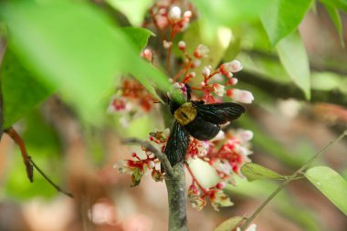 Scolia Dubia or scoliid bees that perch on the flowers of star fruit trees clipart