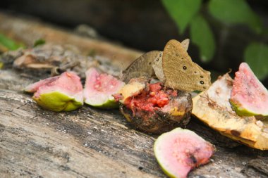 Melanit leda kelebeği ya da çürük meyvelerin üzerine tüneyip emen sıradan bir akşam kahverengisi.