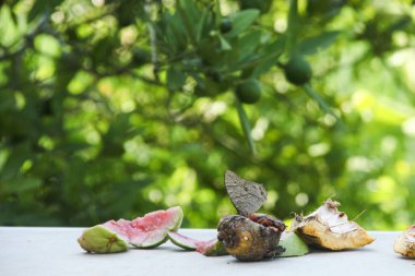 Melanit leda kelebeği ya da çürük meyvelerin üzerine tüneyip emen sıradan bir akşam kahverengisi.