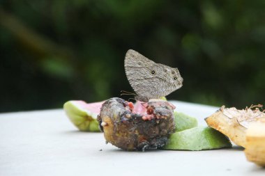 Melanit leda kelebeği ya da çürük meyvelerin üzerine tüneyip emen sıradan bir akşam kahverengisi.