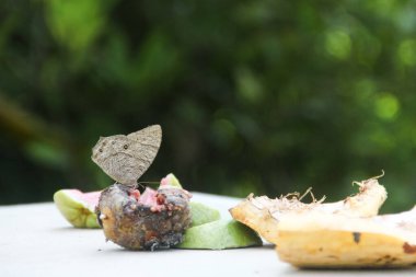 Melanit leda kelebeği ya da çürük meyvelerin üzerine tüneyip emen sıradan bir akşam kahverengisi.
