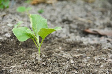 Küçük bir bahçede küçük patlıcan bitkileri