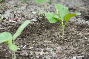 Küçük bir bahçede küçük patlıcan bitkileri