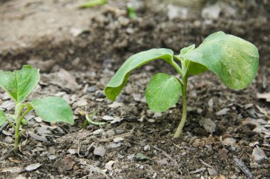 Küçük bir bahçede küçük patlıcan bitkileri