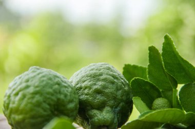 Bergamot meyveleri ya da ahşap masada dilimlenmiş kaffir limonu ve doğal yeşil arka plan