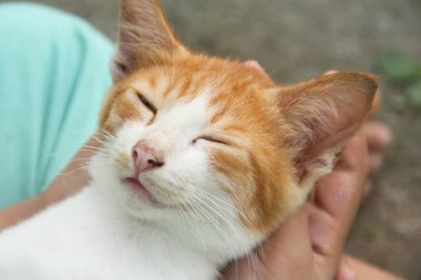 Evin ön bahçesinde oynaması için kedi yavrusunu tutan el.