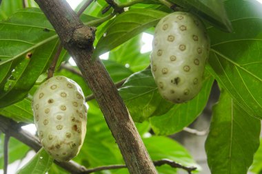 Noni meyvesi ya da ağaçta Morinda citrifolia meyvesi ya da peynir meyvesi