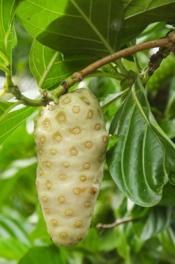 Noni meyvesi ya da ağaçta Morinda citrifolia meyvesi ya da peynir meyvesi