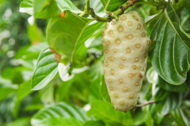 Noni meyvesi ya da ağaçta Morinda citrifolia meyvesi ya da peynir meyvesi