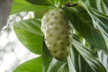 Noni meyvesi ya da ağaçta Morinda citrifolia meyvesi ya da peynir meyvesi