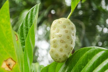 Noni meyvesi ya da ağaçta Morinda citrifolia meyvesi ya da peynir meyvesi