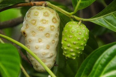 Noni meyvesi ya da ağaçta Morinda citrifolia meyvesi ya da peynir meyvesi