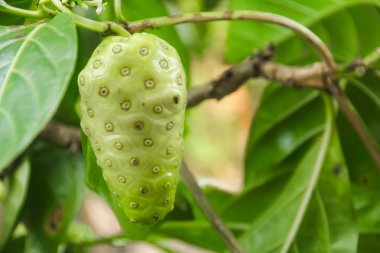 Noni meyvesi ya da ağaçta Morinda citrifolia meyvesi ya da peynir meyvesi