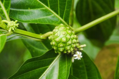 Noni meyvesi ya da ağaçta Morinda citrifolia meyvesi ya da peynir meyvesi