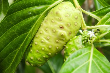 Noni meyvesi ya da ağaçta Morinda citrifolia meyvesi ya da peynir meyvesi