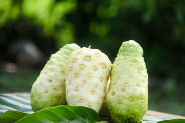 Noni meyvesi ya da doğal arka planda meyve ve yapraklarla süslenmiş Morinda citrifolia.