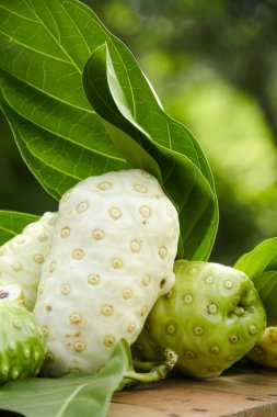 Noni meyvesi ya da doğal arka planda meyve ve yapraklarla süslenmiş Morinda citrifolia.