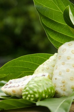 Noni meyvesi veya Morinda citrifolia dilimlenmiş ve doğal bir arka planda meyve ve yapraklarla süslenmiş.
