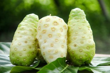 Noni meyvesi ya da doğal arka planda meyve ve yapraklarla süslenmiş Morinda citrifolia.